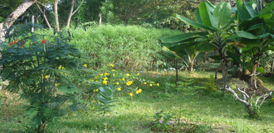 Ihr Garten
